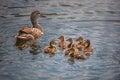 Cute duck family swimming together Royalty Free Stock Photo