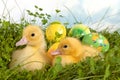 Cute ducklings in grass Royalty Free Stock Photo