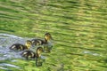 Cute ducklings in lake