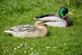 Cute ducklings. Mallard ducks, female and male couple, pair rest next to each other in the grass Royalty Free Stock Photo