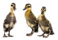 Cute ducklings Royalty Free Stock Photo