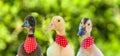 Cute ducklings in a row looking at the camera - closeup