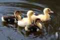 Cute Ducklings Swimming Royalty Free Stock Photo