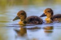 Cute ducklings swimming and looking surprised in the camera Royalty Free Stock Photo