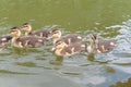 Cute ducklings swimming in the river in summer Royalty Free Stock Photo