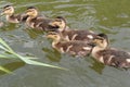 Cute ducklings swimming in the river in summer Royalty Free Stock Photo