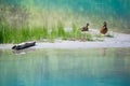 Cute ducks with baby at blue lake with grass and wood Royalty Free Stock Photo