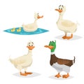 Cute ducks set. Standing, swimming different poses farm and wild birds collection. Adult ducks female and male. Ducklings swim wit