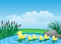 Cute ducks swimming on the pond. Royalty Free Stock Photo