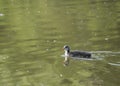 Cute ducling, baby chicken of Eurasian coot Fulica atra, also known as the common coot Swimming on green pond water Royalty Free Stock Photo