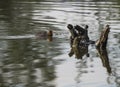 Cute ducling, baby chicken of Eurasian coot Fulica atra, also known as the common coot Swimming on pond with wooden log Royalty Free Stock Photo