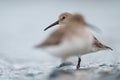 Cute dunlin passing each other at seaside beach Royalty Free Stock Photo