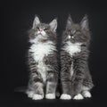 Cute duo of blue with white Maine Coon cat kittens on black background. Royalty Free Stock Photo