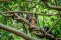 Cute Dusky Leaf Monkey baby on the tree in the forest. Ang Thong national park. Trachypithecus obscurus. Thailand.