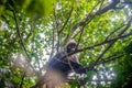 Cute Dusky Leaf Monkey hiding on the high tree branch in the jungle. Ang Thong national park. Trachypithecus obscurus. Thailand