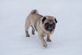 Cute dutch mastiff puppy is walking on a white snow in the winter park and looking at the camera. Chinese pug or mops Royalty Free Stock Photo