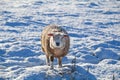 Cute Dutch sheep on snow
