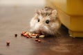 Cute dwarf hamster it is out the cage eats a grain - Roborovski Hamster Royalty Free Stock Photo