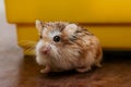 Cute dwarf hamster it is out the cage - Roborovski Hamster Royalty Free Stock Photo