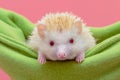 Dwarf hedgehog in green baby cot