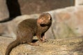 Cute dwarf mongoose in africa