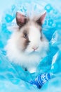 Cute dwarf rabbit