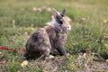 Cute dwarf rabbit on the grass Royalty Free Stock Photo