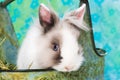 Cute dwarf rabbit in a metal basket