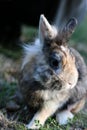 Cute dwarf rabbit on the grass, listening Royalty Free Stock Photo