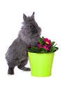 Cute dwarf rabbit with primroses