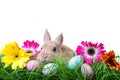 Cute easter bunny with easter eggs and green grassland on white isolated background Royalty Free Stock Photo