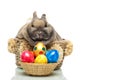 Cute Easter bunny with eggs sitting in basket