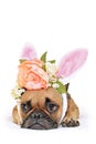 Cute easter bunny French Bulldog dog lying on floor dressed up with peony and roses flower rabbit ears headband costume Royalty Free Stock Photo