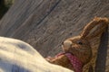 Cute easter bunny head shoot and sea in the background