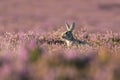 A cute Easter bunny in a pink heathers, heath