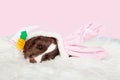 Cute Easter Bunny Puppy Royalty Free Stock Photo