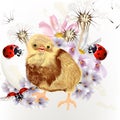 Cute Easter card with little chicken, flowers and ladybirds