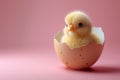 Cute easter chick in an easter egg shell Royalty Free Stock Photo