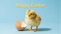 Cute easter chick and eggshell on blue background with happy easter text Royalty Free Stock Photo