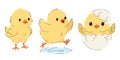 Cute Easter chick set with yellow baby chickens standing, jumping and hatching from cracked egg. Royalty Free Stock Photo