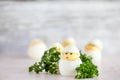 Cute Easter Deviled Egg Chicks Royalty Free Stock Photo