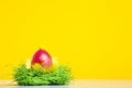 Cute easter egg with green nest Royalty Free Stock Photo