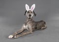 Cute Easter puppy in studio