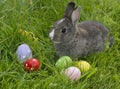 Cute easter rabbit