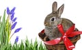 Garden with cute easter rabbit Royalty Free Stock Photo