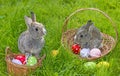 Cute easter rabbits