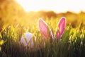 Easter scene with pink rabbit ears and egg sticking out of green juicy grass in spring meadow Royalty Free Stock Photo