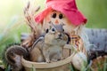 Cute Eastern Chipmunk in basket in an Autumn seasonal scene