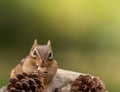 Cute Eastern Chipmunk eats a nut