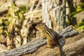 A cute eastern chipmunk foraging for food in the forest.